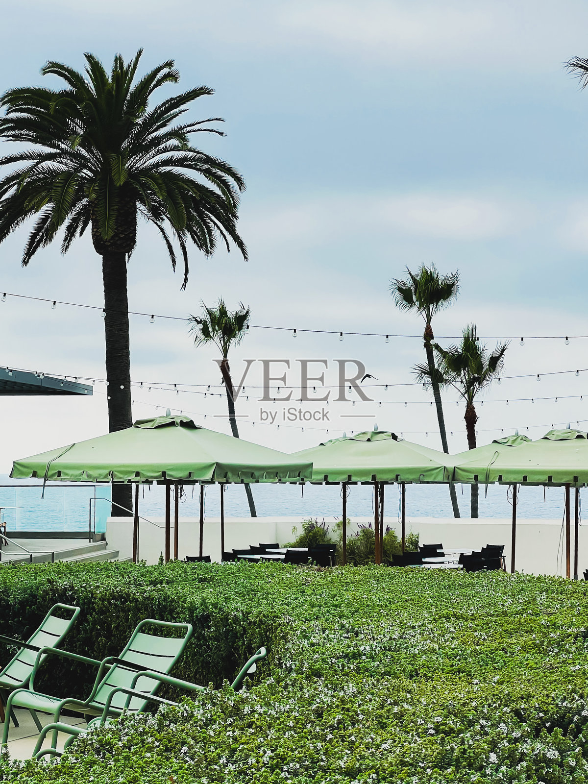 绿色的伞、阳光床和绿意盎然的植物照片摄影图片