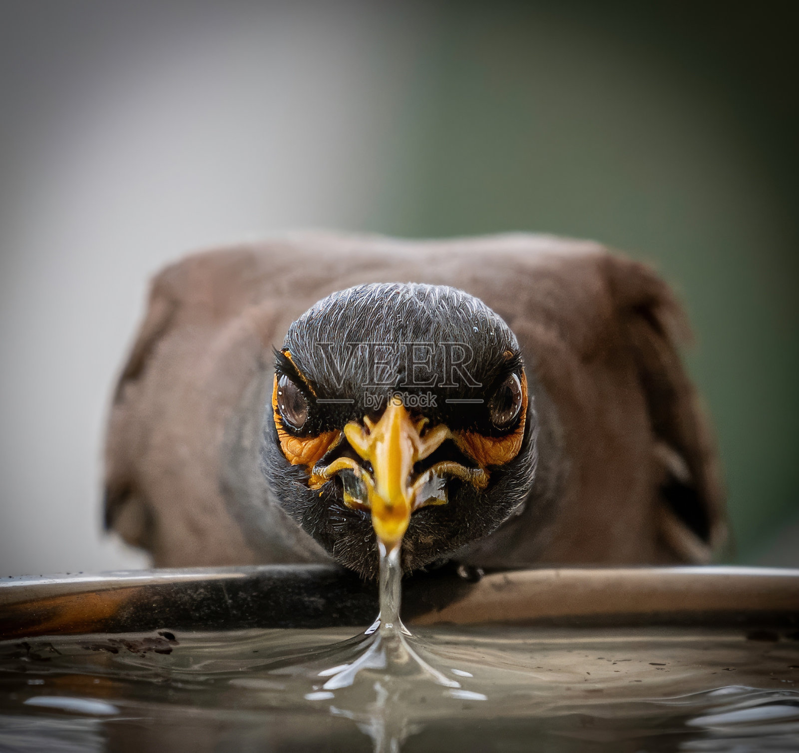 高分辨率特写肖像，单只普通八哥鸟在饮水 - 以色列照片摄影图片