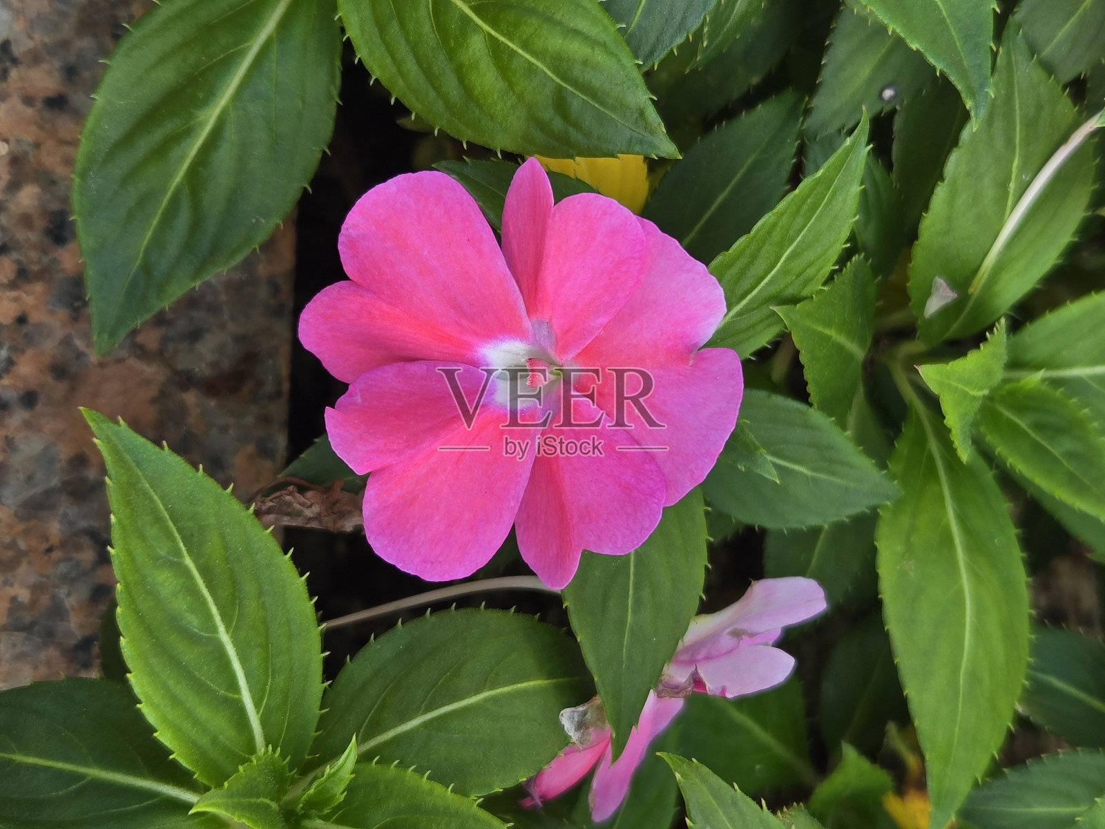 粉色的凤仙花照片摄影图片