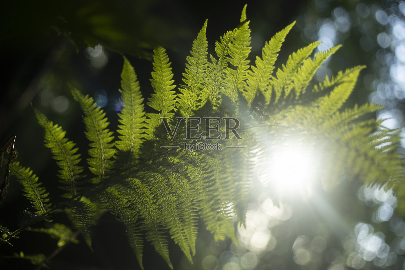 森林中的绿色蕨类植物。野生植物。阳光照射在蕨类植物上。照片摄影图片
