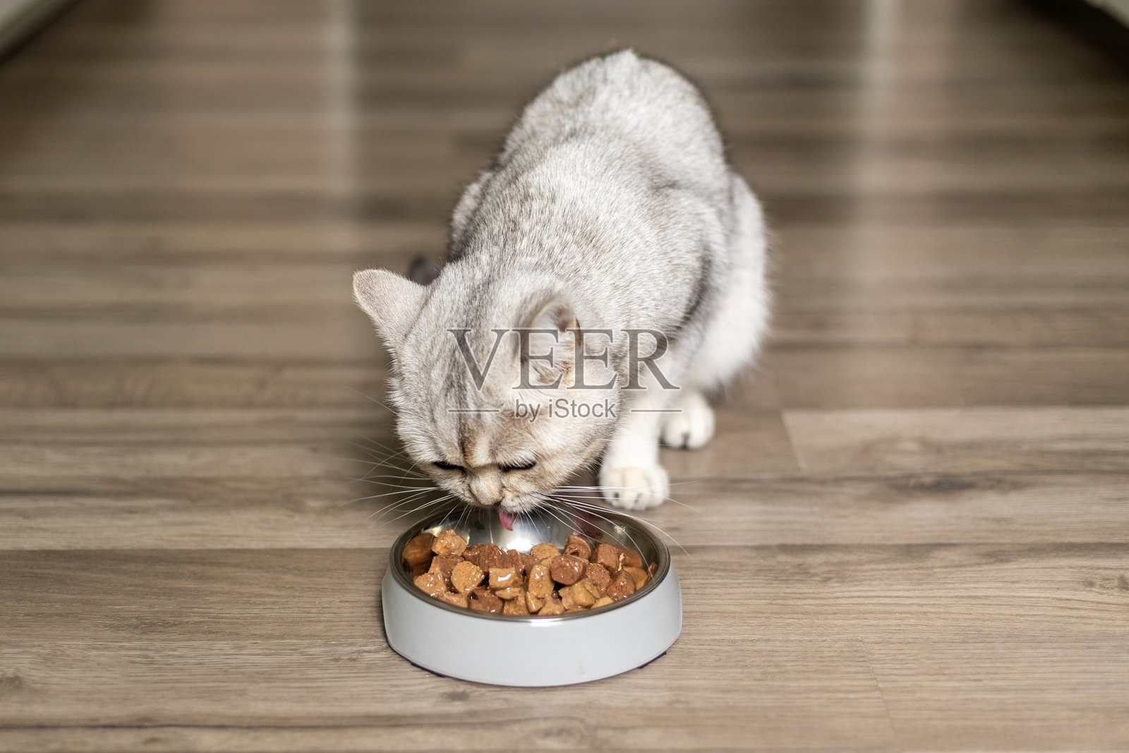 灰色猫咪在温馨的家居环境中，阳光明媚的日子里，享受着碗里的美食，坐在木地板上。照片摄影图片