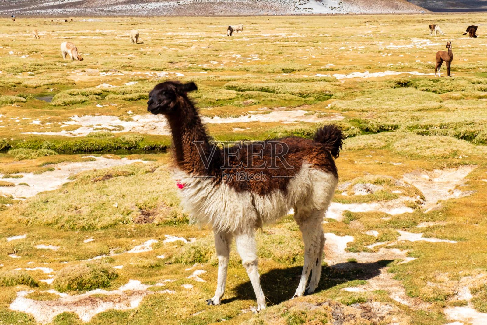 安第斯山脉中的骆驼照片摄影图片