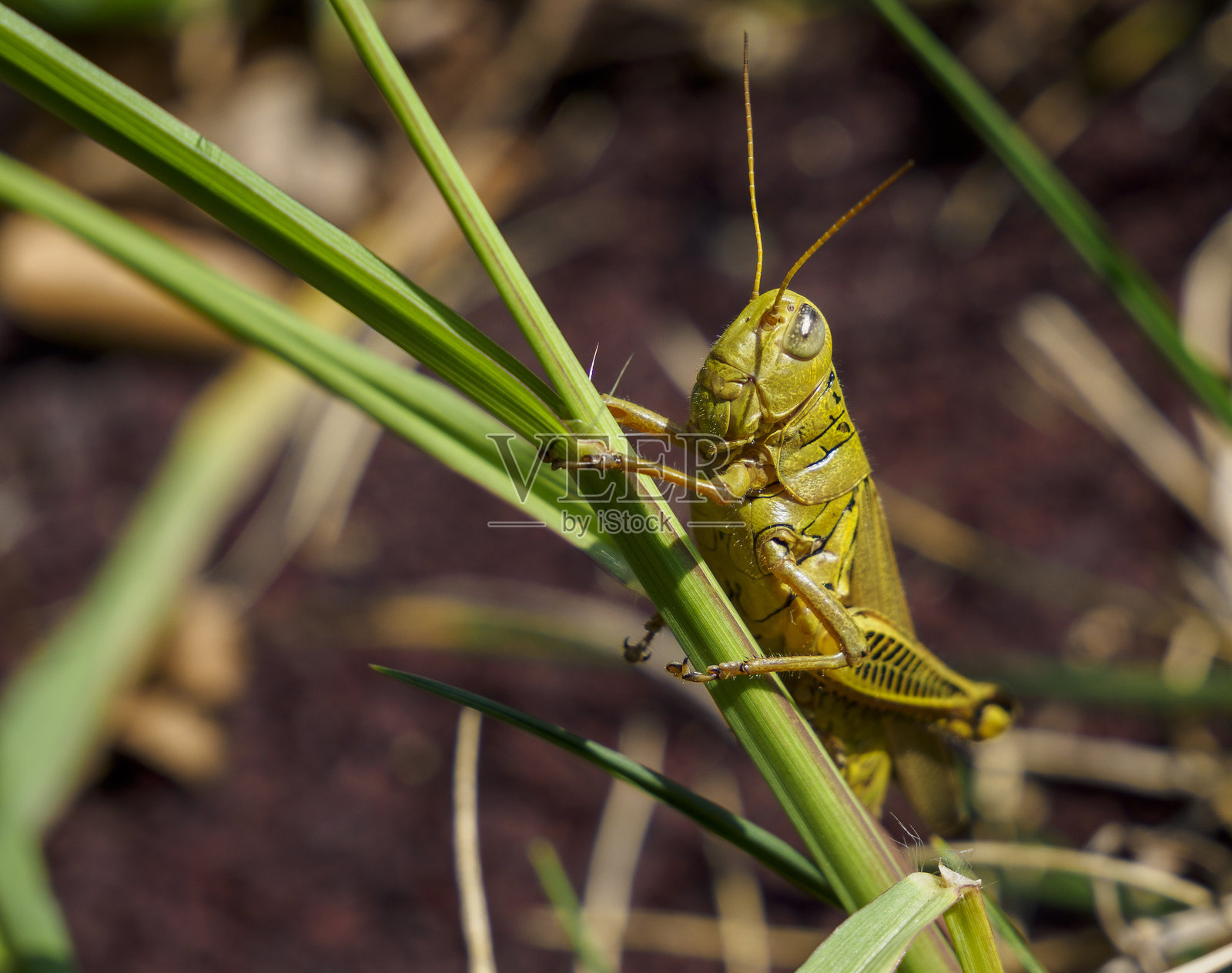 平行蝗虫 - 草地蝗虫特写。照片摄影图片
