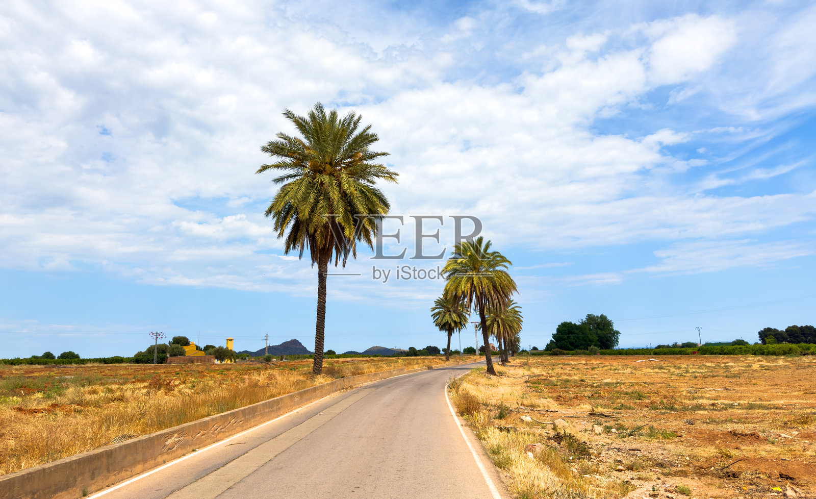 乡村的棕榈树大道。乡间柏油路旁的棕榈树。照片摄影图片