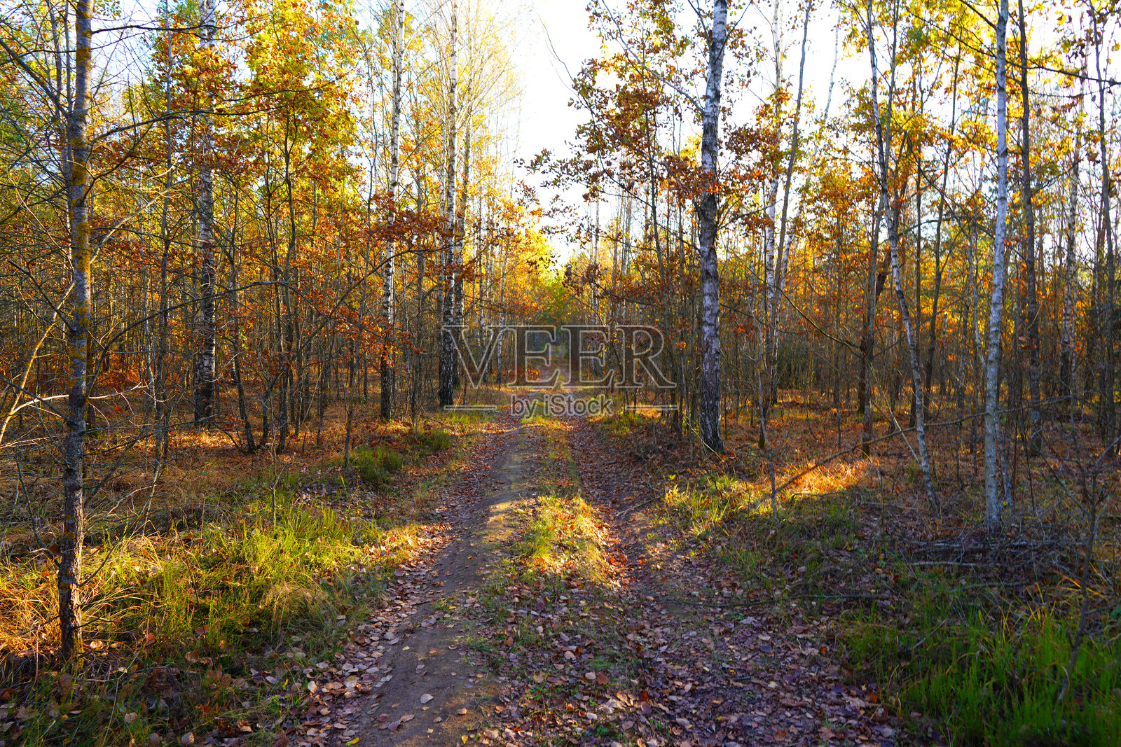 秋季的森林小路。照片摄影图片
