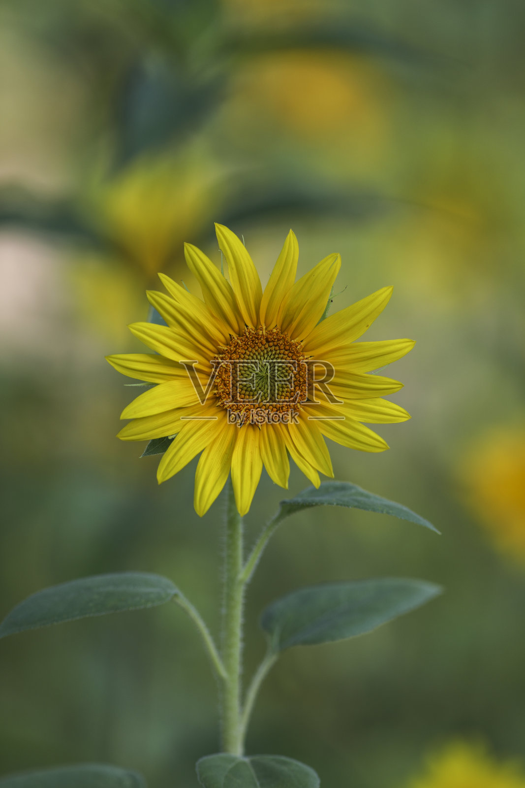 向日葵：我们风景中的金色宝石。照片摄影图片