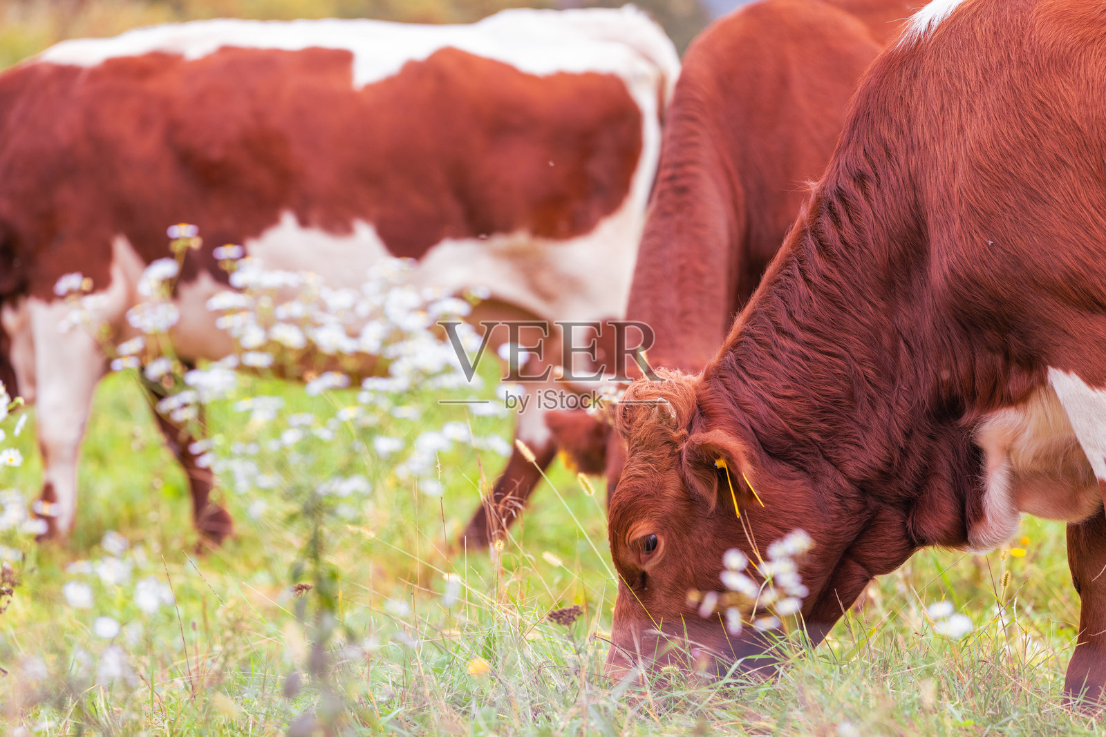 在开花的草地上吃草的棕白色奶牛照片摄影图片