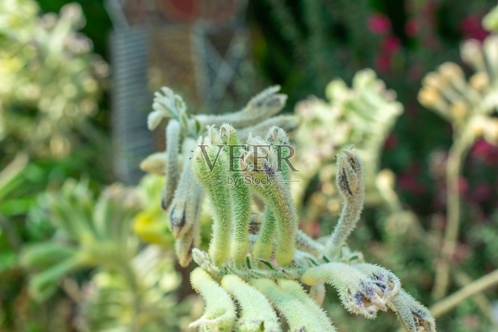 高大的袋鼠爪 | Anigozanthos flavidus照片摄影图片