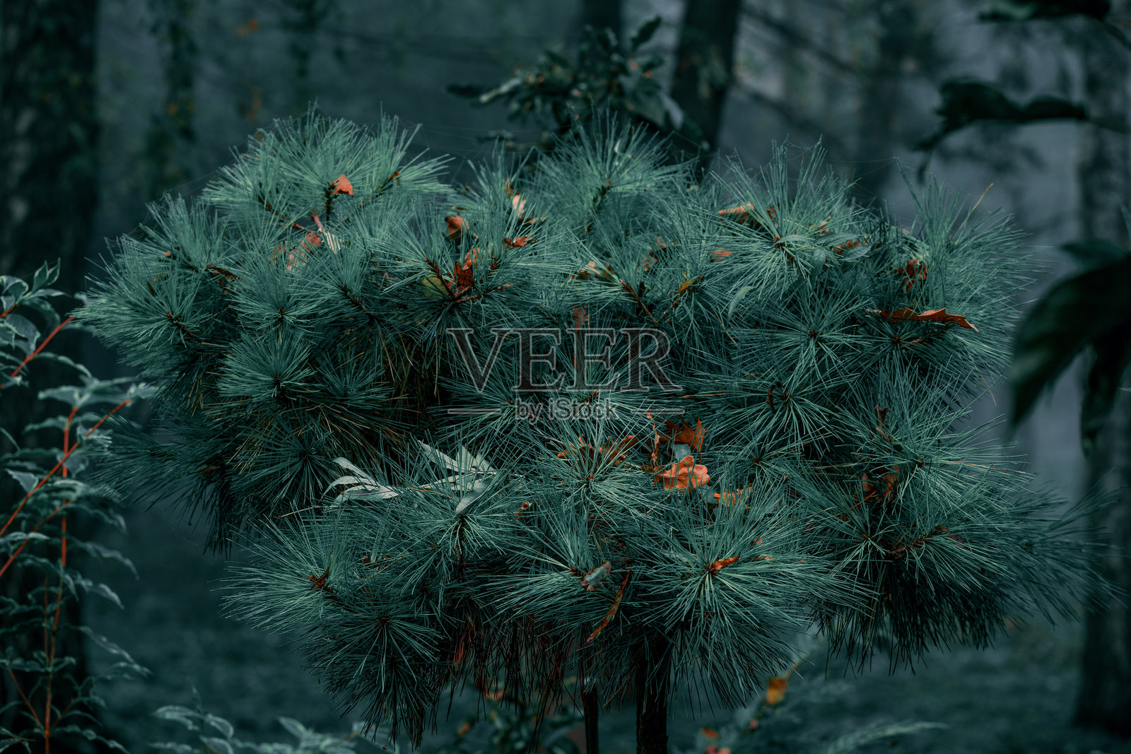 灌木植物针状枝条装饰性花卉特写自然景观黄昏雾气戏剧性夜晚森林林地概念环境照片摄影图片