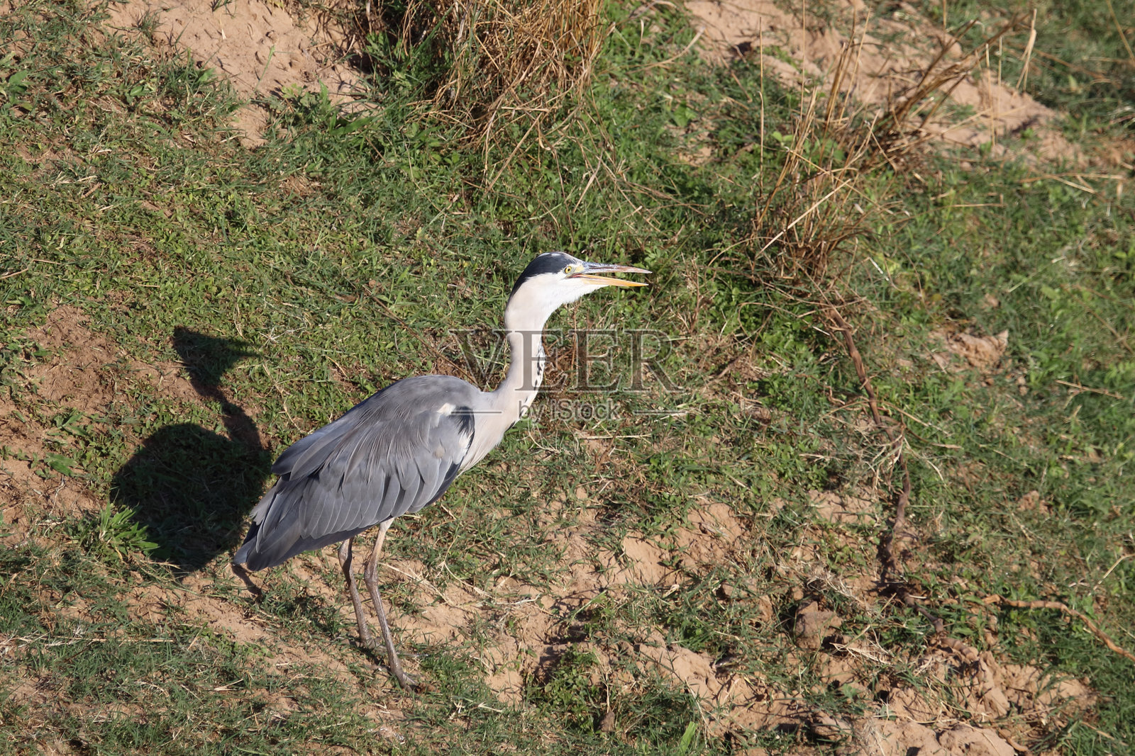 黑头鹭 / 黑头苍鹭 / Ardea melanocephala照片摄影图片