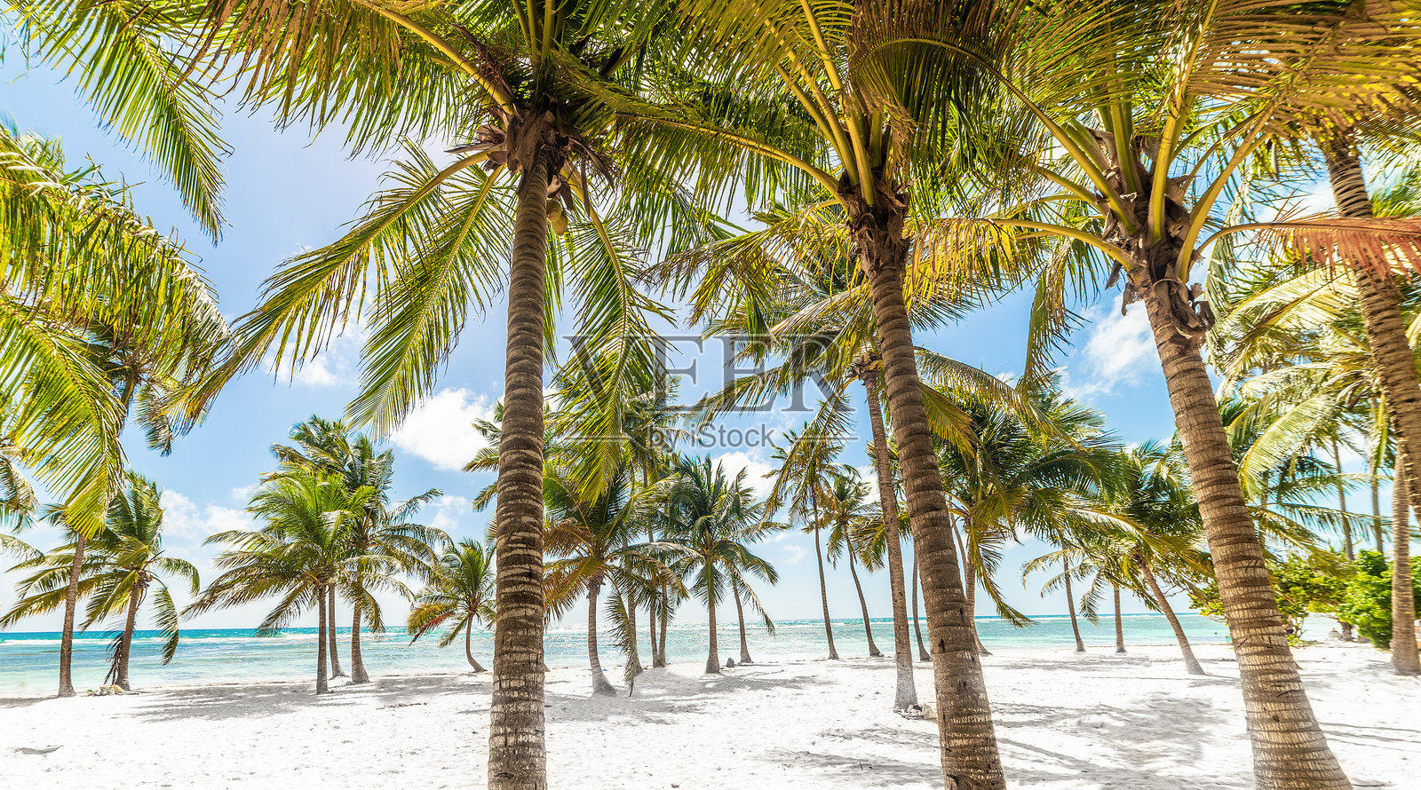 碧蓝的海水、白色的沙滩和椰子树在热带海滩上照片摄影图片