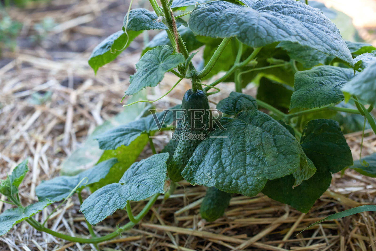 花园里一株开花的幼苗。黄瓜的种植与收获。照片摄影图片