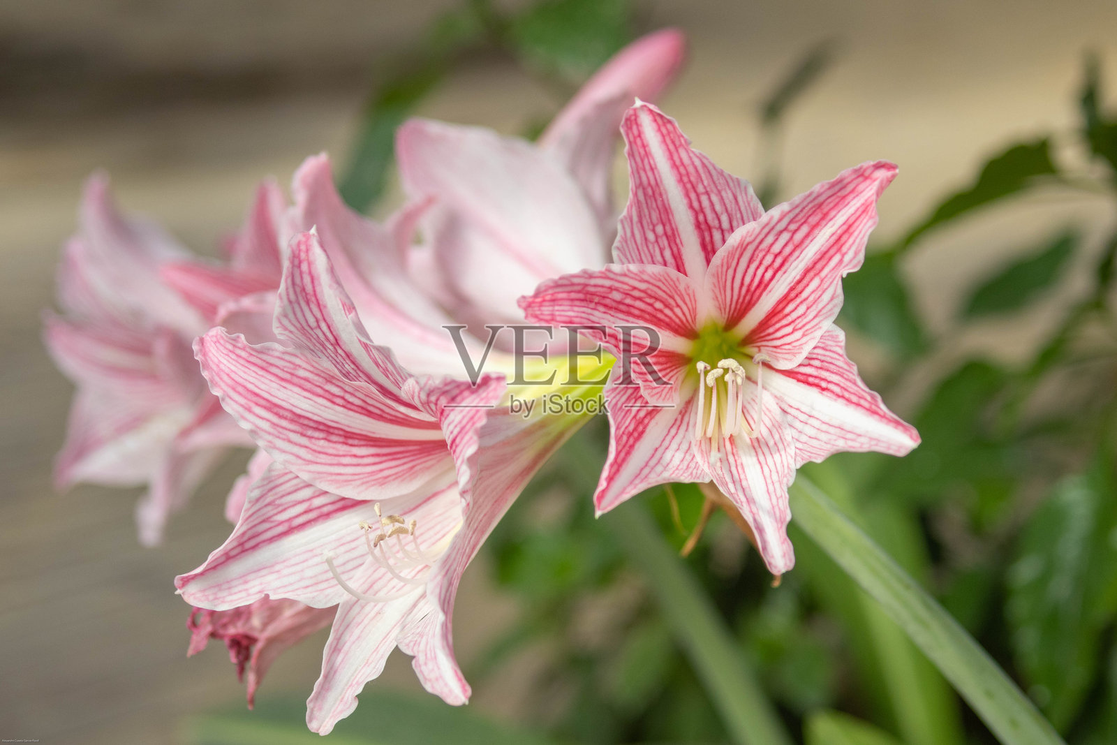 盛开的粉色条纹风信子花特写照片摄影图片