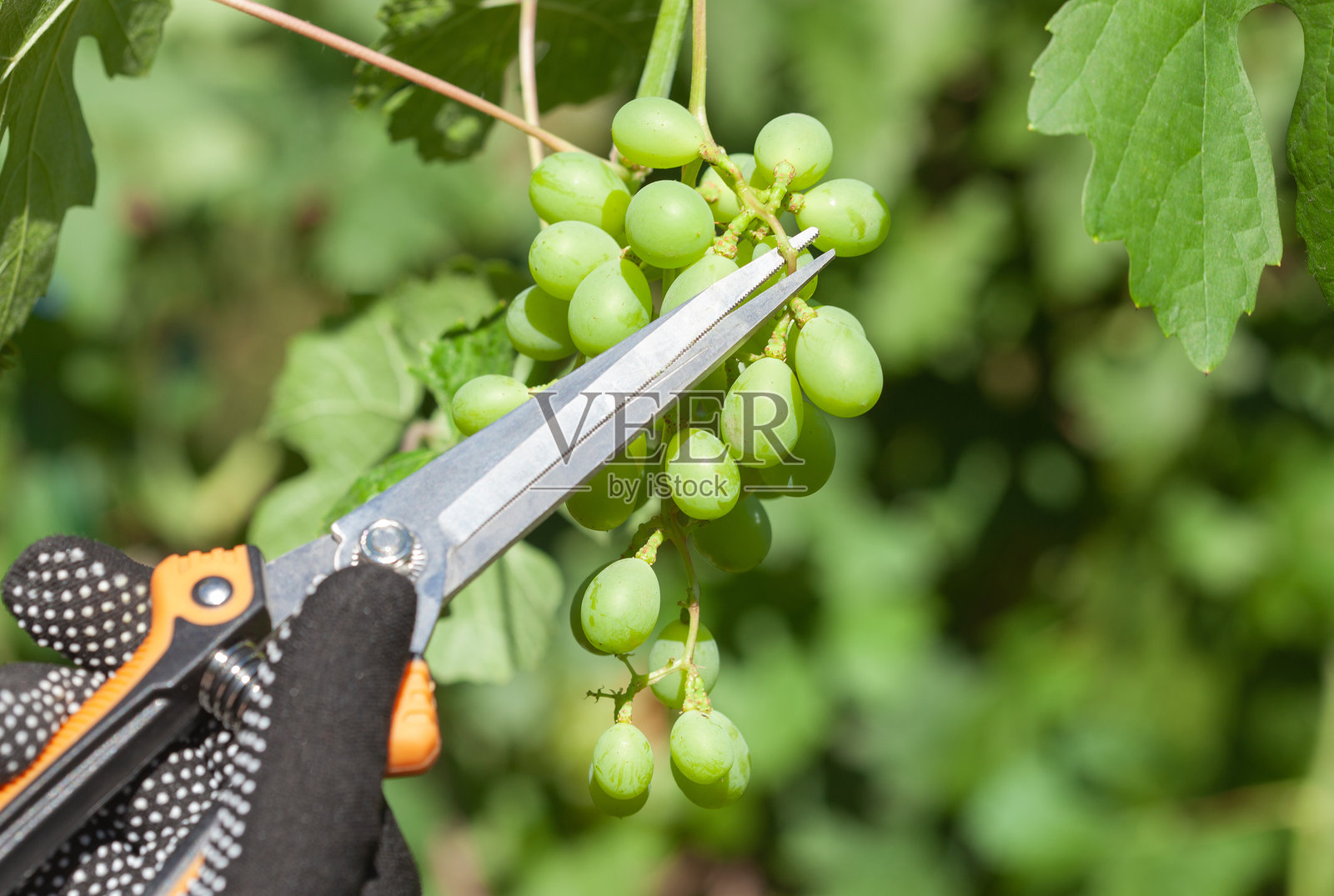 农民在葡萄园中移除病害葡萄串。照料葡萄藤。修剪和整形葡萄。照片摄影图片