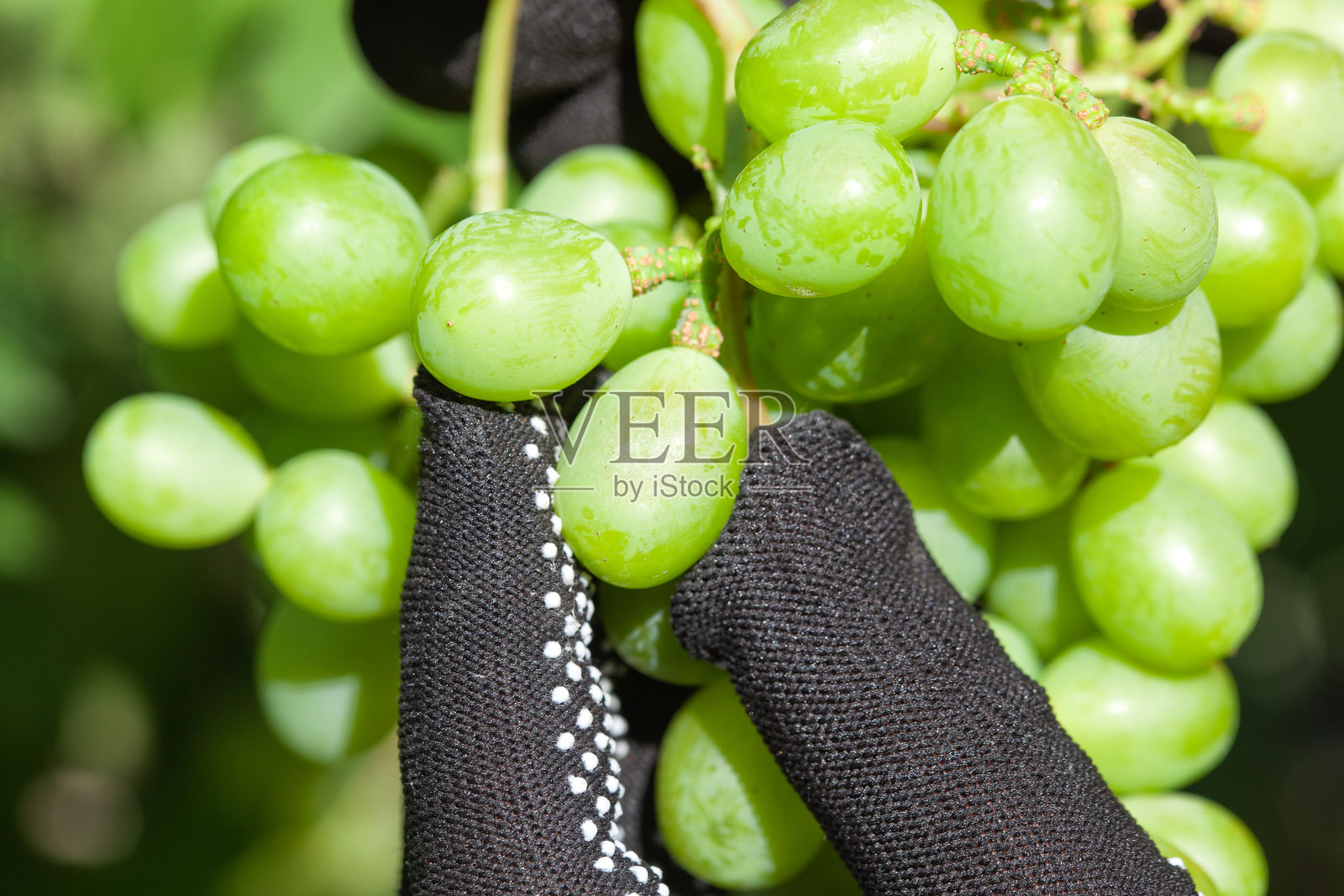 农民在葡萄园中移除病害葡萄串。照料葡萄灌木。修剪和捏摘葡萄。照片摄影图片