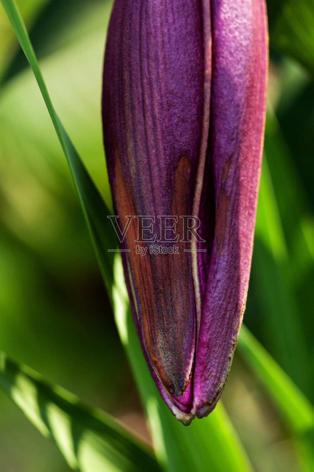 深红色的百合花在花海中绽放照片摄影图片