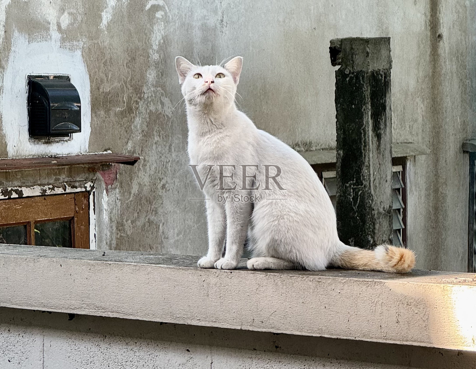 一只白猫坐着，抬头看着围墙。照片摄影图片