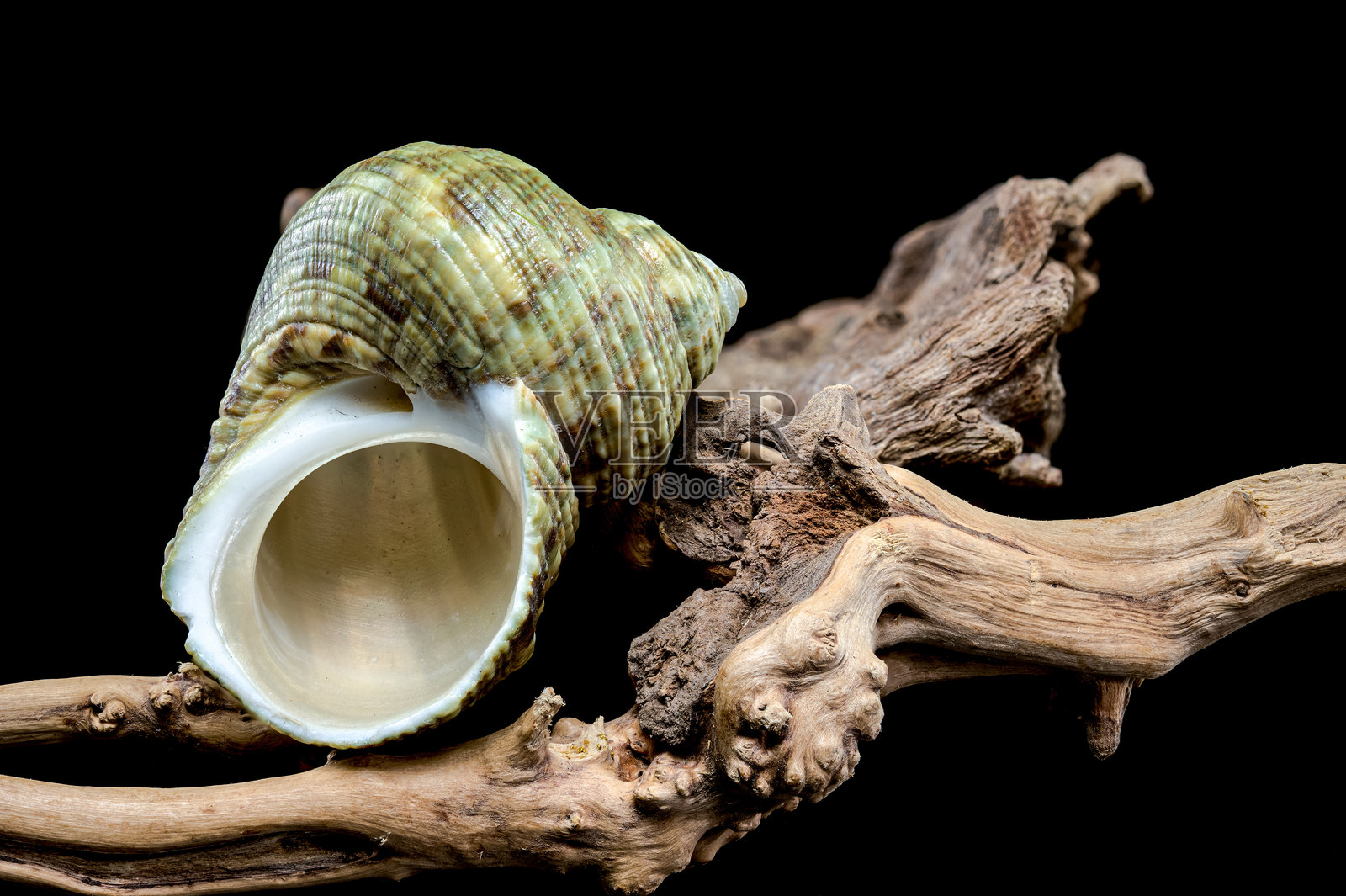 角螺在漂流木上照片摄影图片