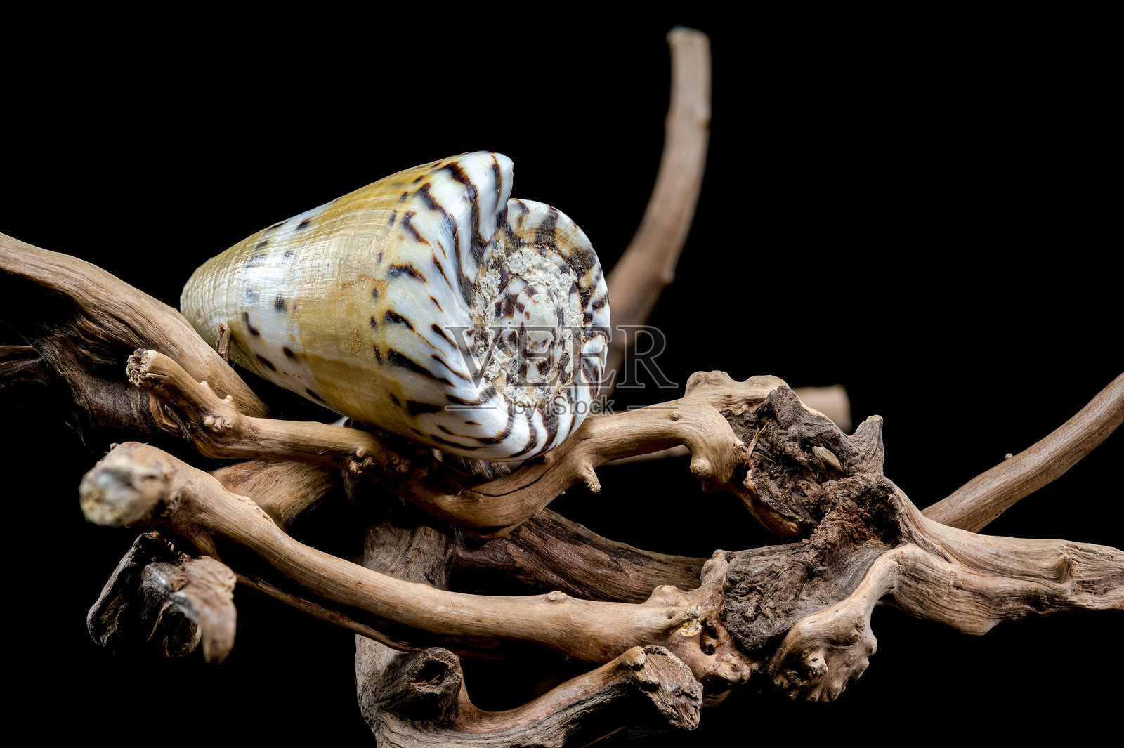 海狸壳蜗牛壳与漂流木照片摄影图片