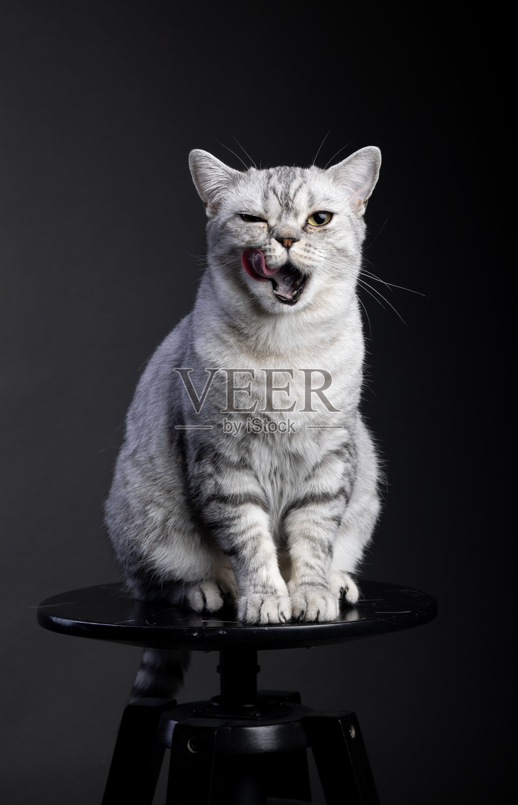 英国短毛猫照片摄影图片