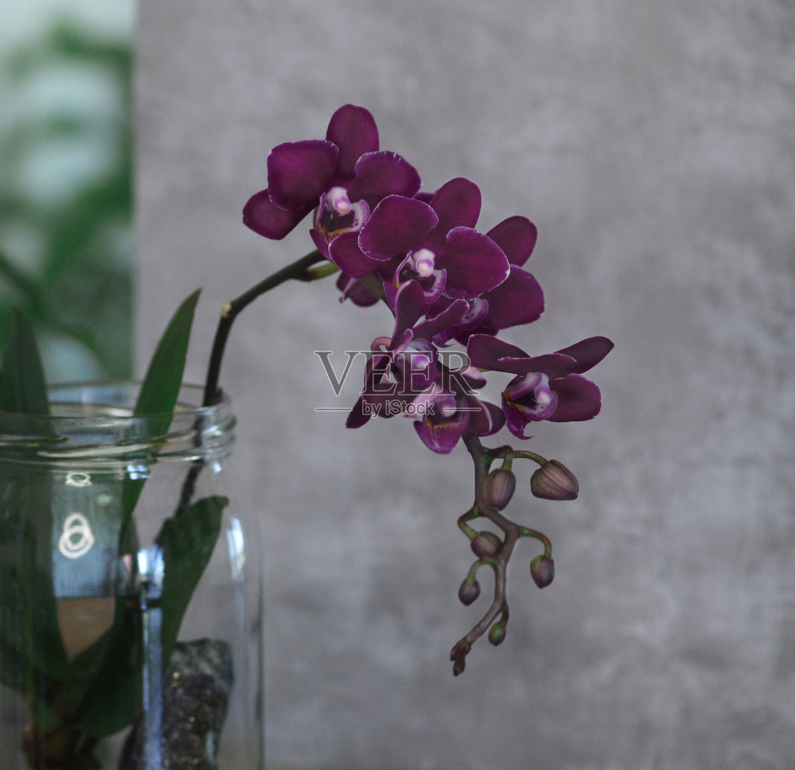 优雅的紫色兰花映衬在混凝土背景上照片摄影图片