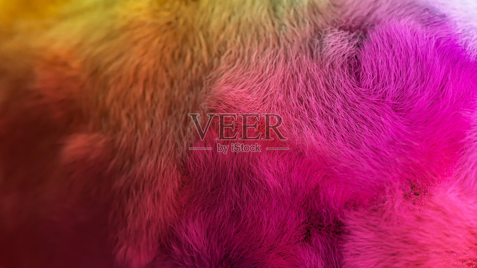 渐变毛皮背景，从鲜艳的橙色过渡到柔和的粉色和丰富的紫色，创造出令人惊叹的视觉纹理，以其多彩而柔软的设计吸引人。照片摄影图片