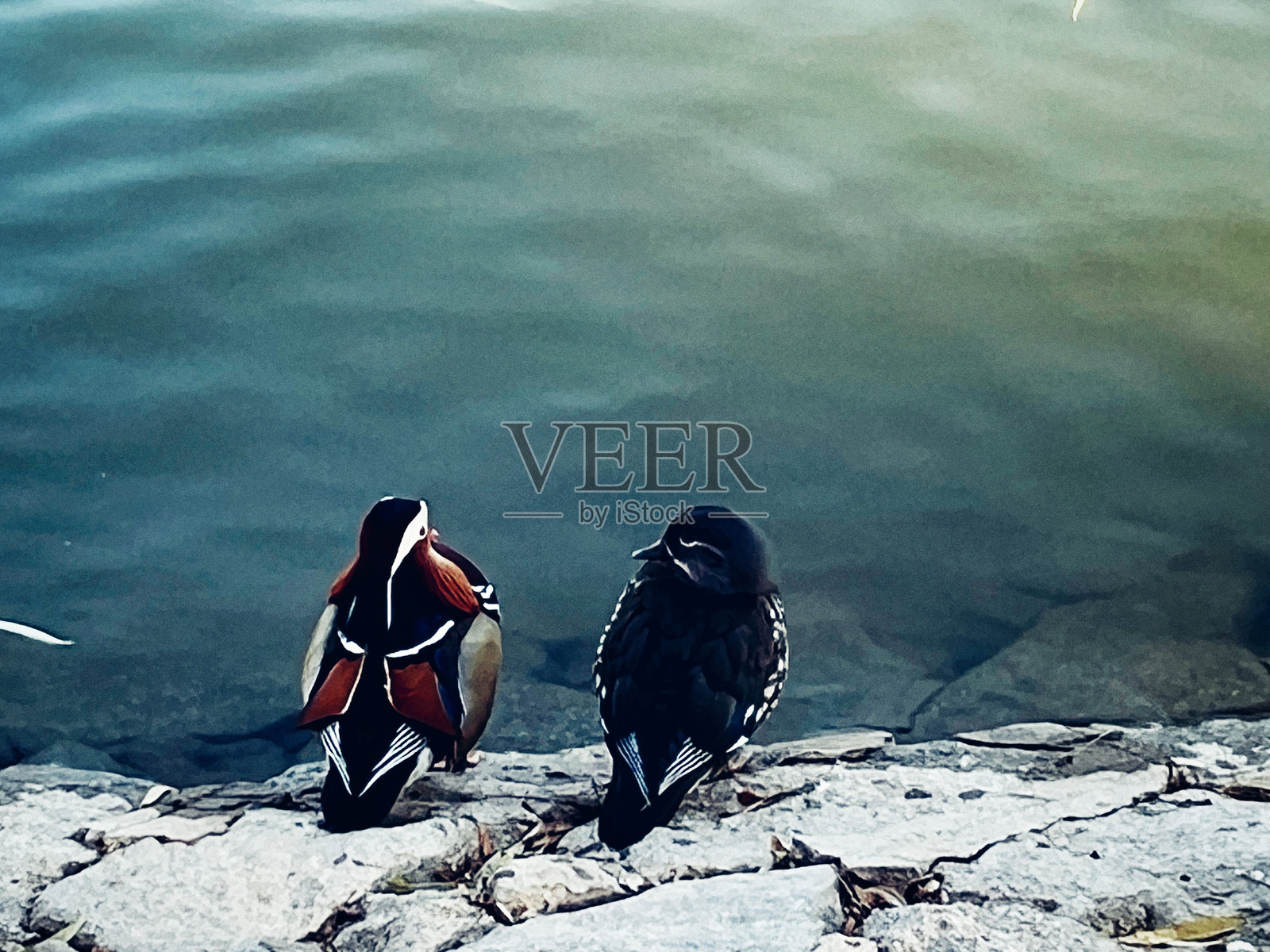 一对鸳鸯并排站在水边照片摄影图片