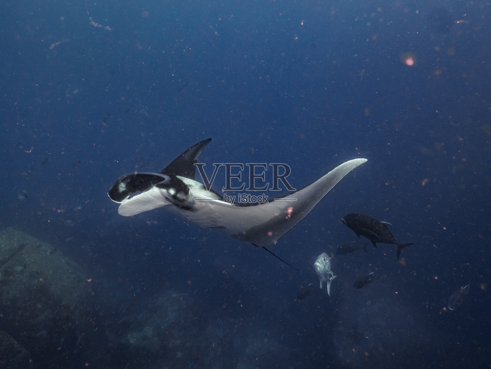 在西米兰的塔查伊顶点的魔鬼鱼照片摄影图片