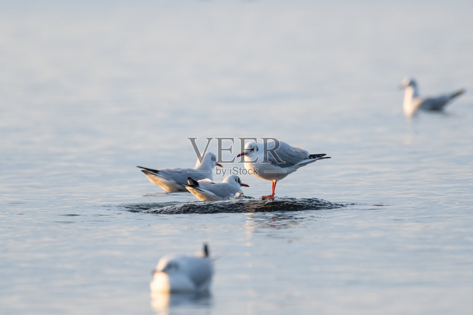海面与黑头鸥照片摄影图片