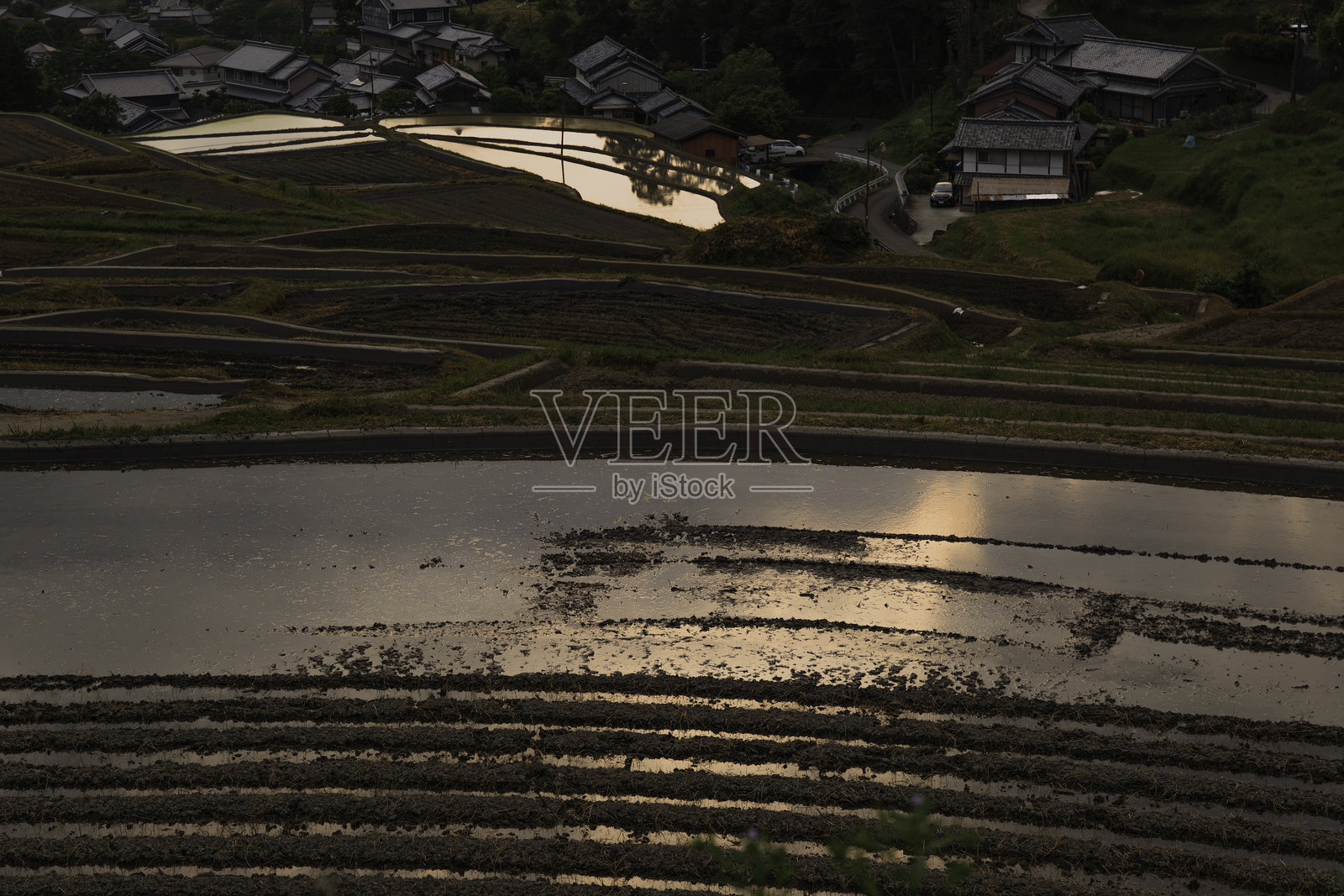稻田梯田和稻苗在明亮的红色日落下被照亮照片摄影图片