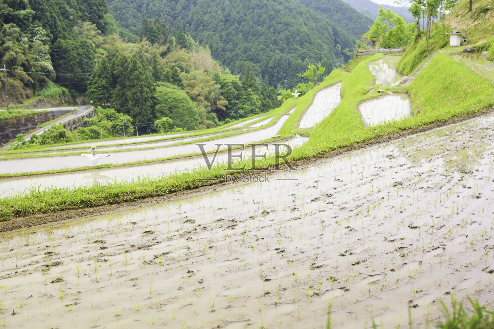 日本乡村的梯田稻田照片摄影图片