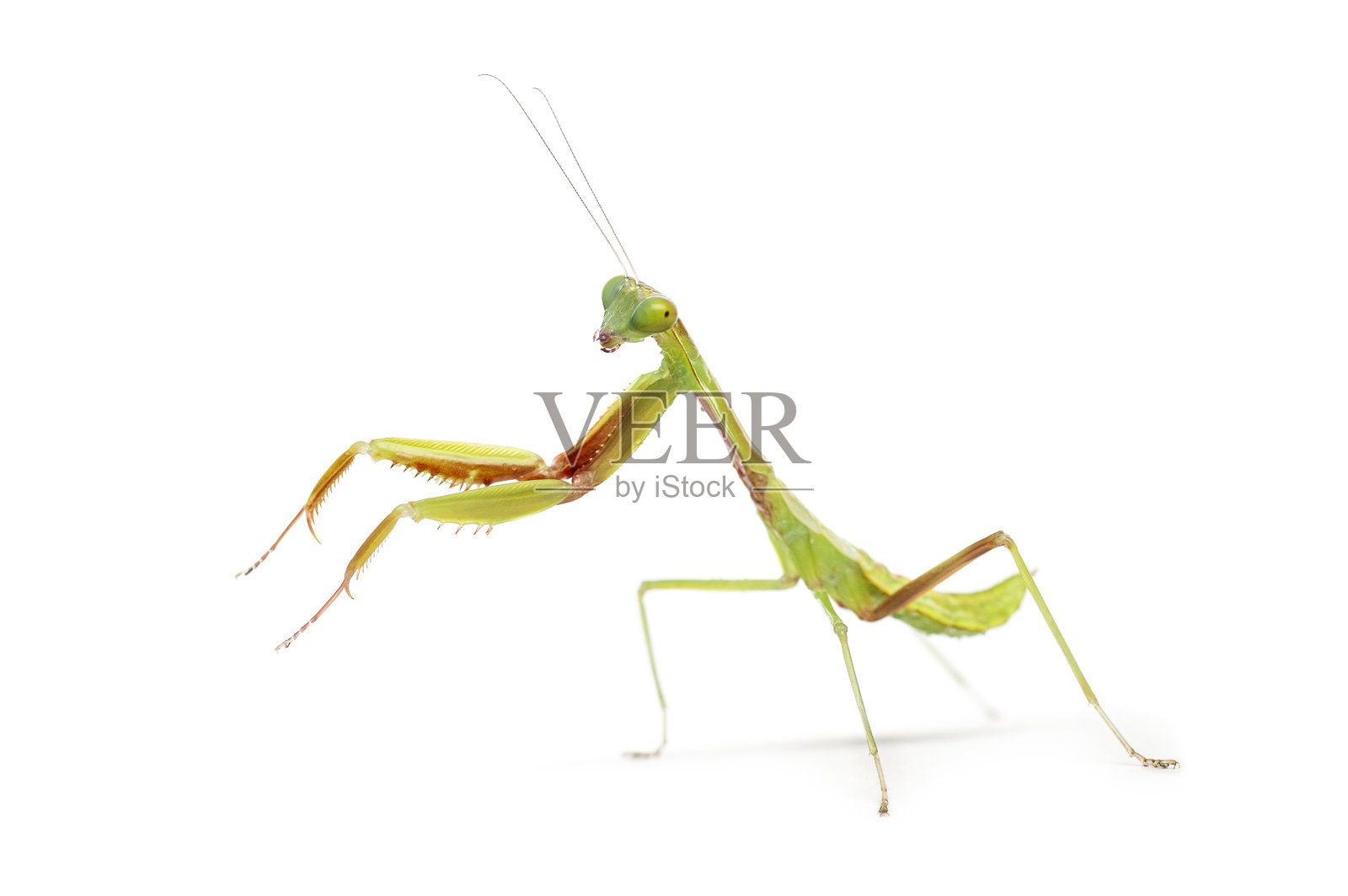 绿色的螳螂站在白色背景上照片摄影图片