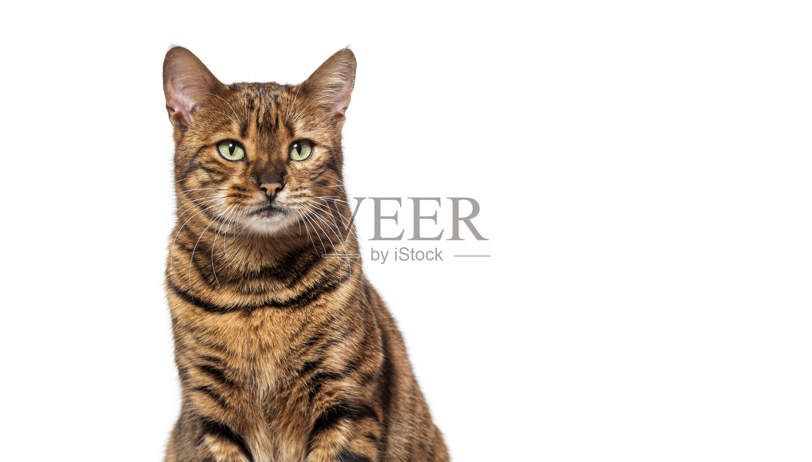 坐在白色背景上的玩具猫照片摄影图片