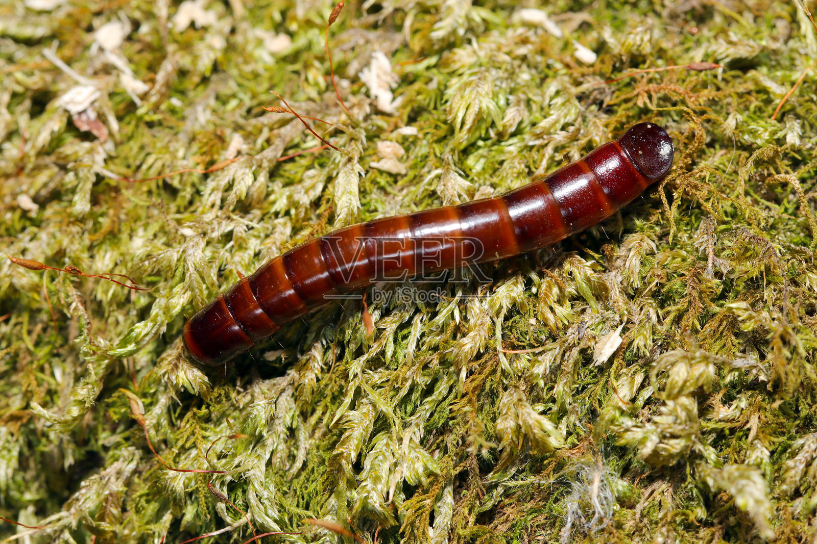 日本的黄斑甲虫（Plesiophthalmus nigrocyaneus）幼虫在苔藓上（野生动物特写微距摄影）照片摄影图片