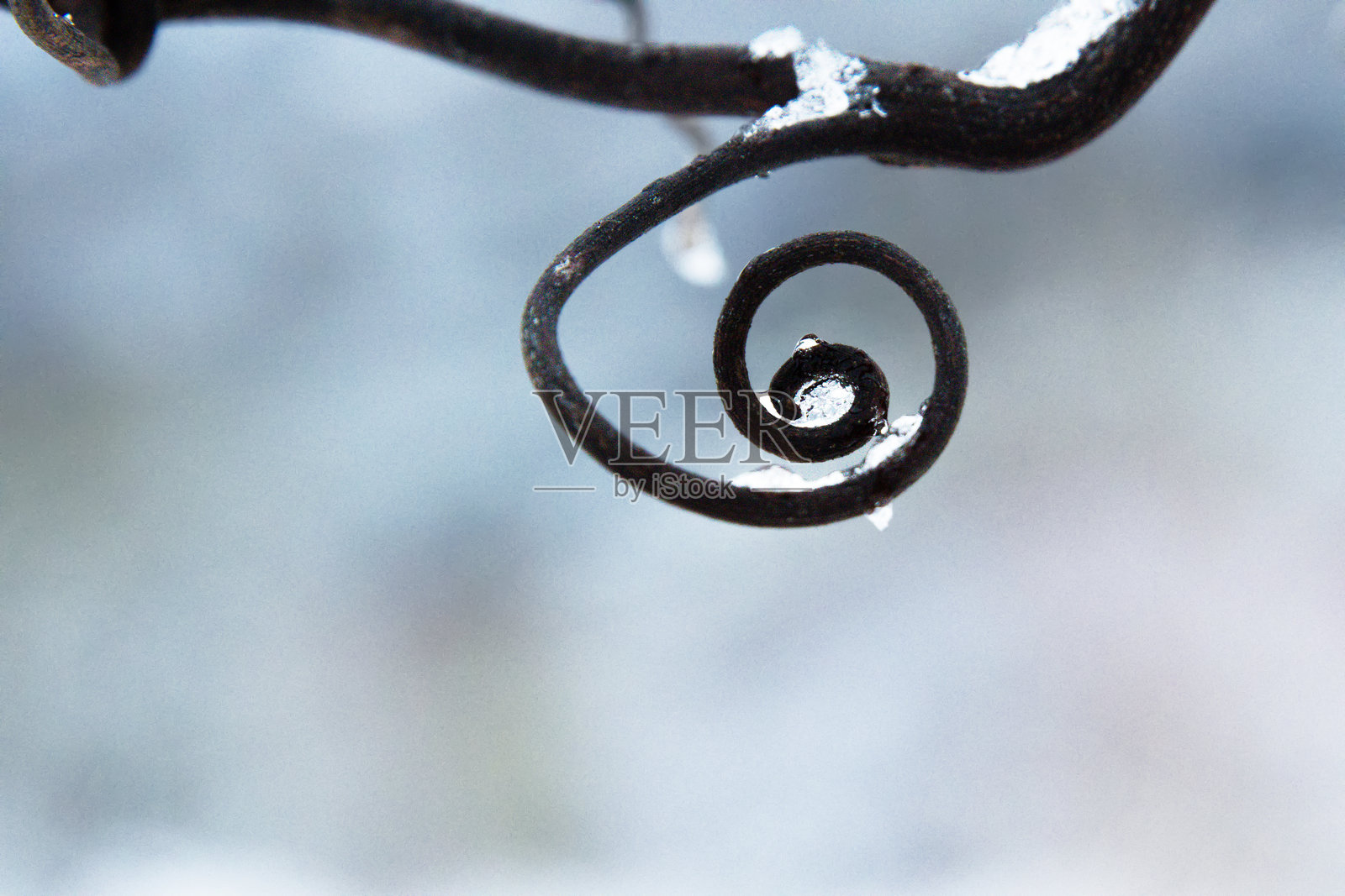 冰冻的藤蔓螺旋被冰霜覆盖，象征自然循环、平衡以及华尔道夫人智学的精神，生长与更新，自然几何设计。模糊的背景。留白空间。照片摄影图片