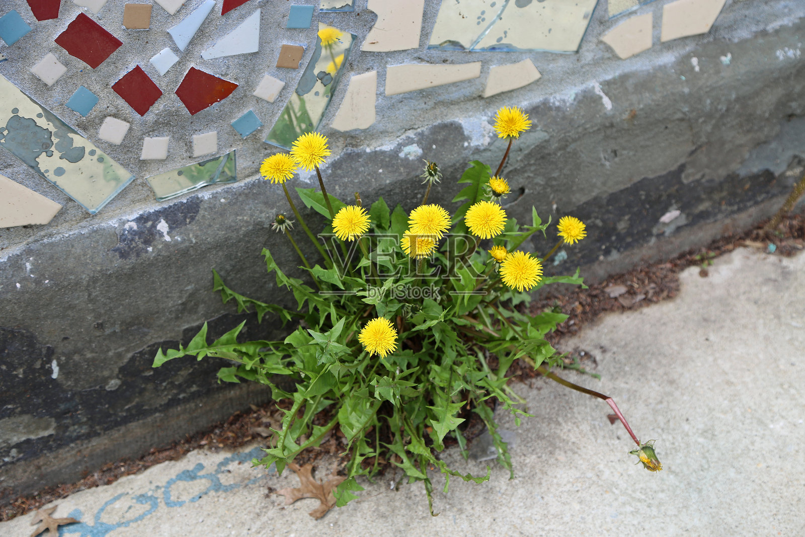 街道上的蒲公英花照片摄影图片