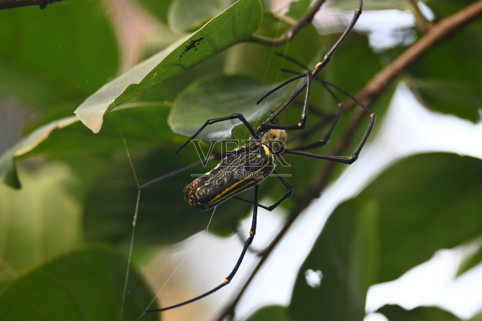尼泊尔巨蛛。照片摄影图片