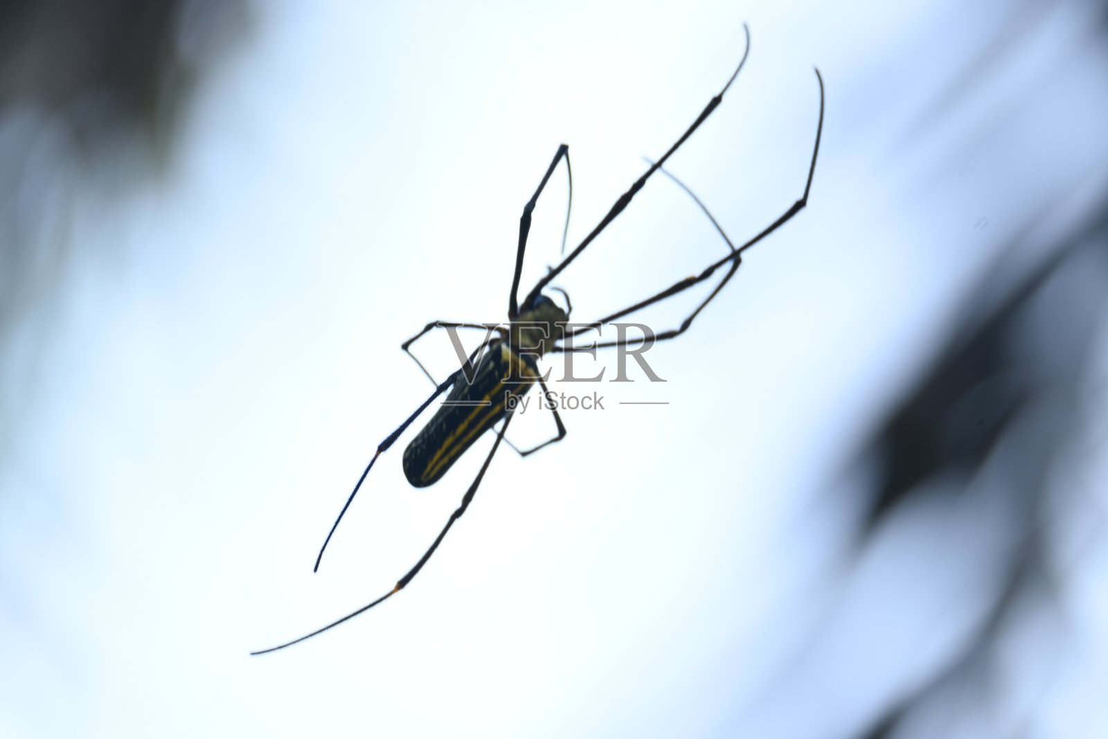 斑腿巨蛛。照片摄影图片