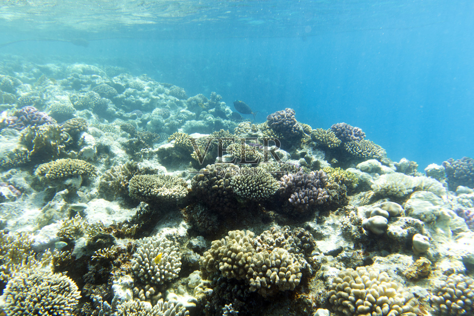 一张美丽的珊瑚礁照片照片摄影图片