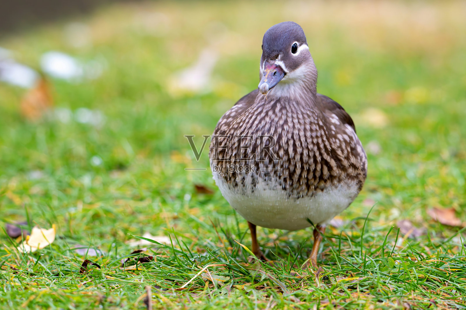 河岸上行走的雌性鸳鸯（Aix galericulata）照片摄影图片