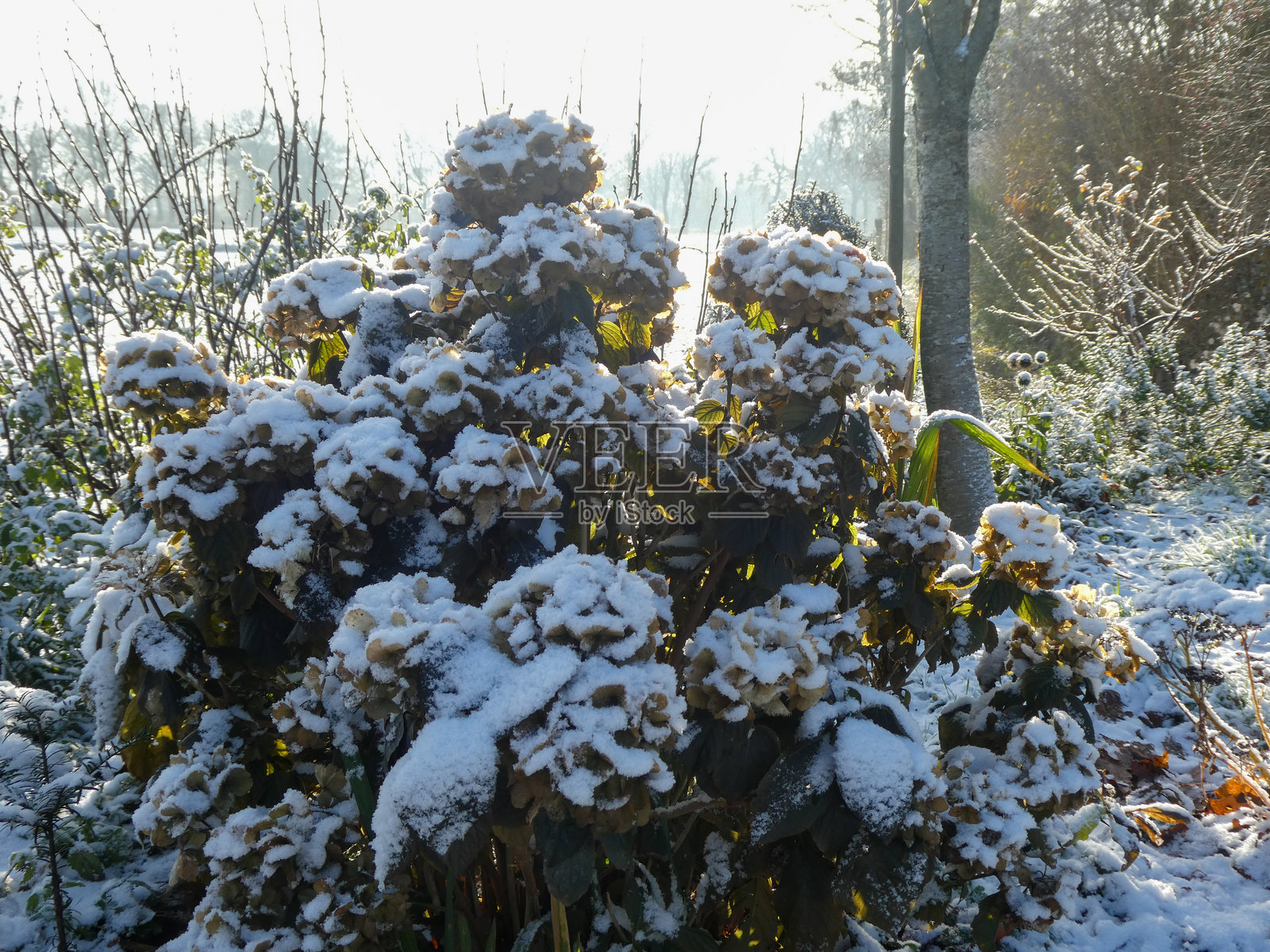 冬天在家里的花园里照片摄影图片