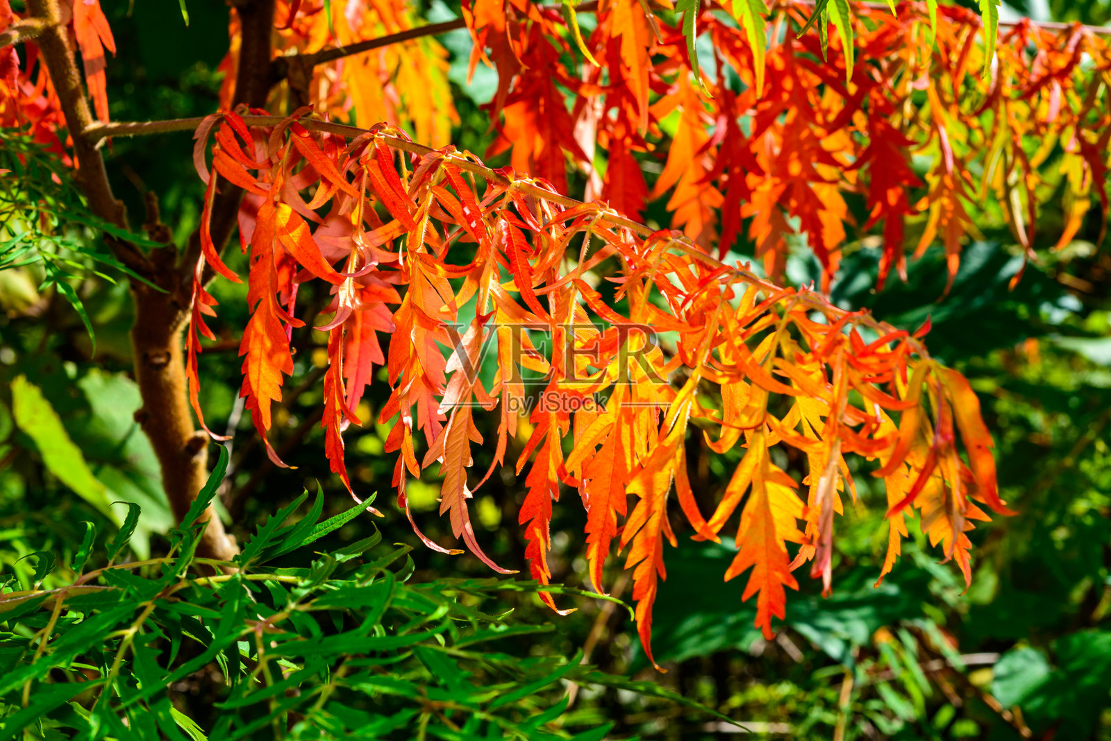 有毒植物漆树（Rhus typhina，漆树科）在花园中的红色秋叶，敖德萨照片摄影图片