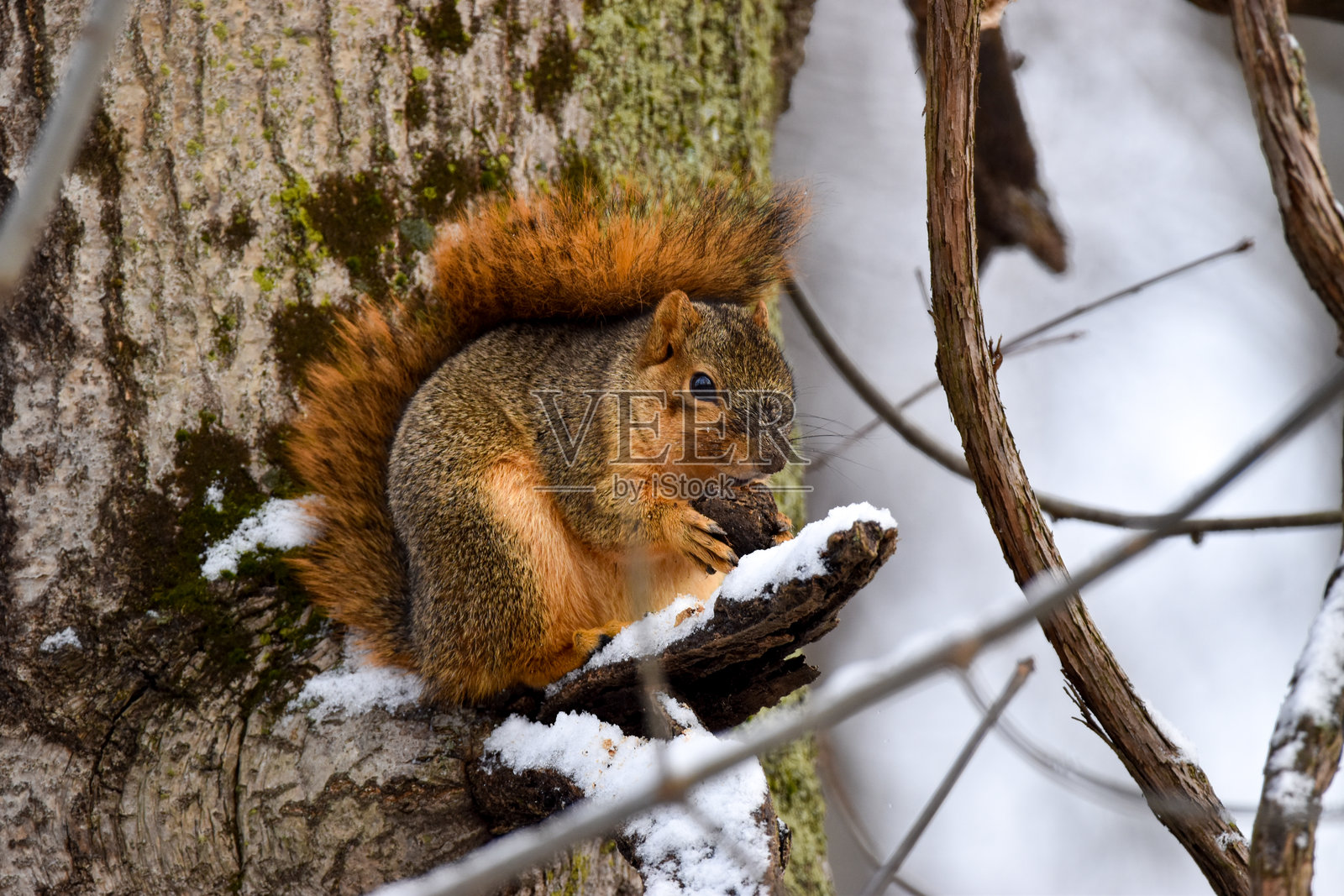 雪中的树上有一只松鼠和一个胡桃照片摄影图片