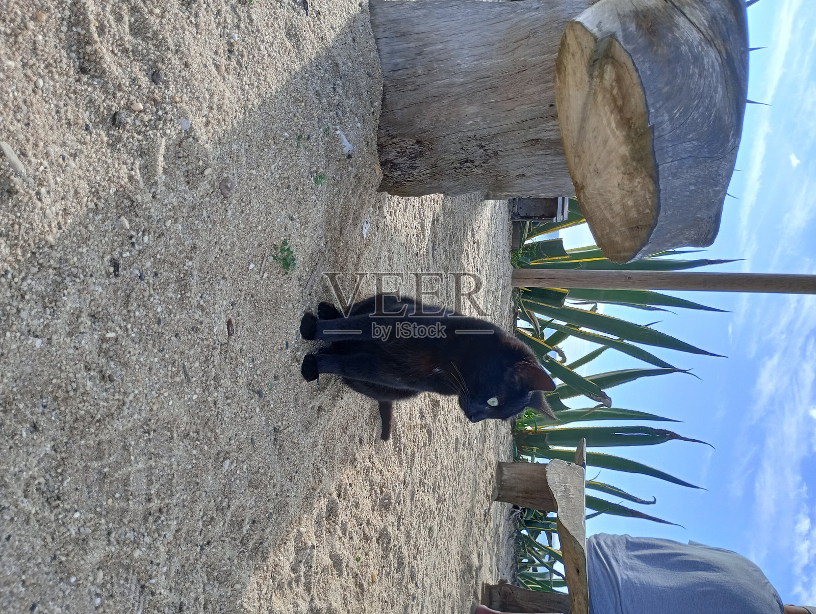 黑色小猫照片摄影图片