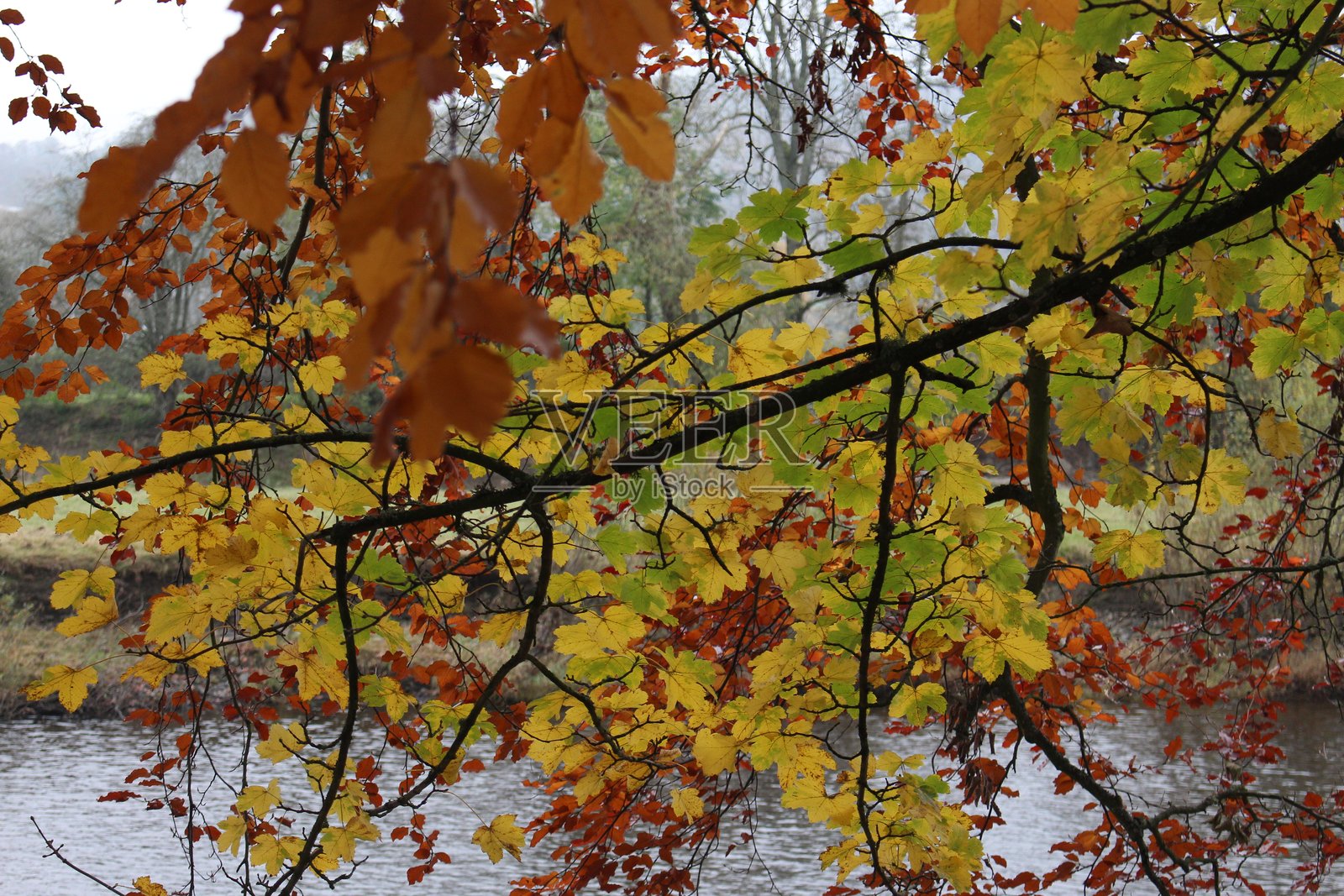 公园中的秋季场景，特写照片展示橙色和棕色的树叶照片摄影图片
