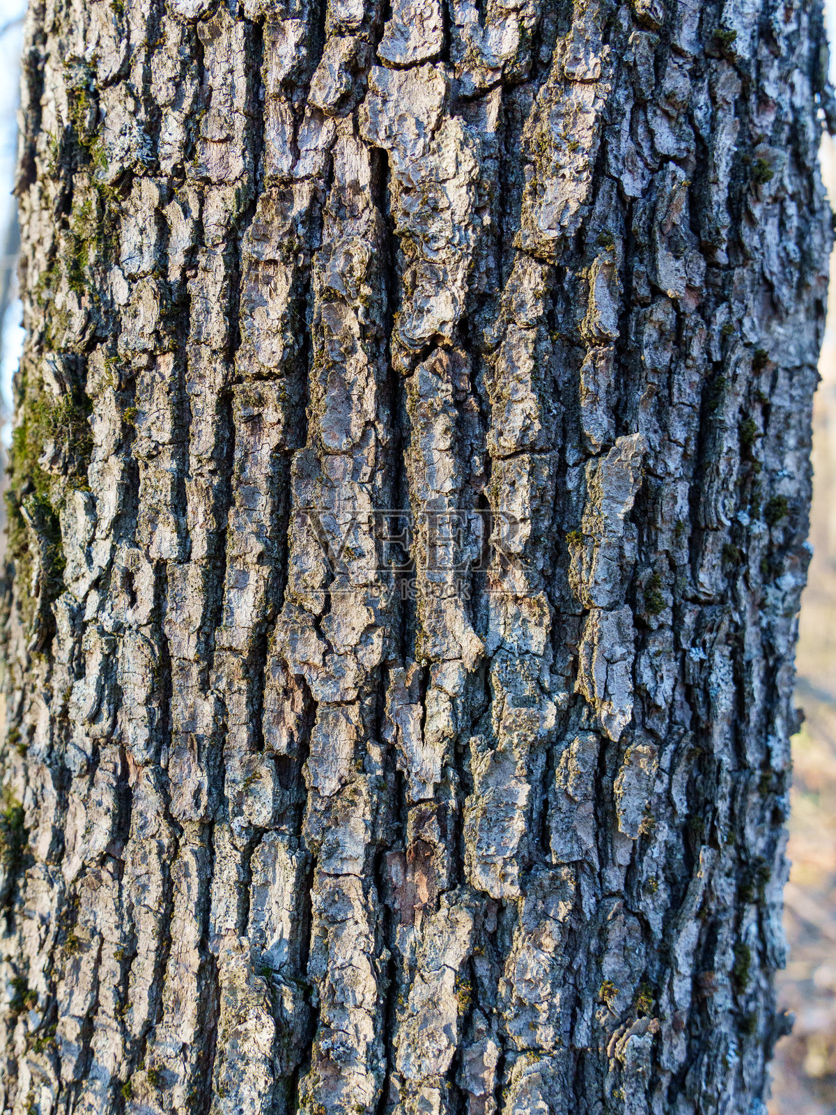 宁静森林环境中树皮的细致纹理照片摄影图片