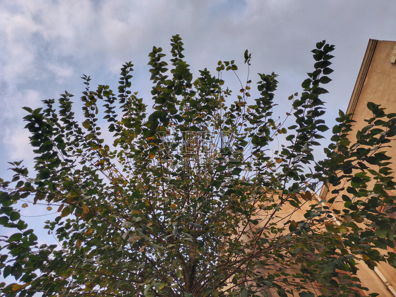 花朵照片摄影图片