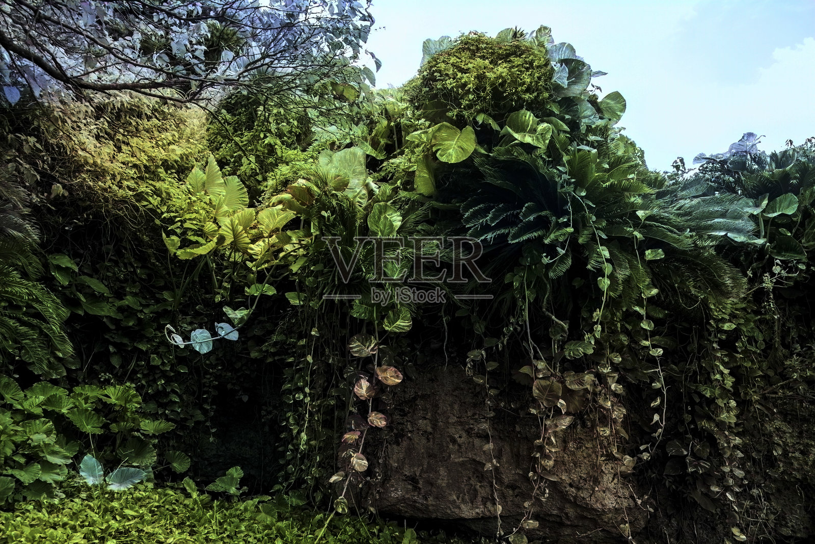 创意的奄美风景照片摄影图片