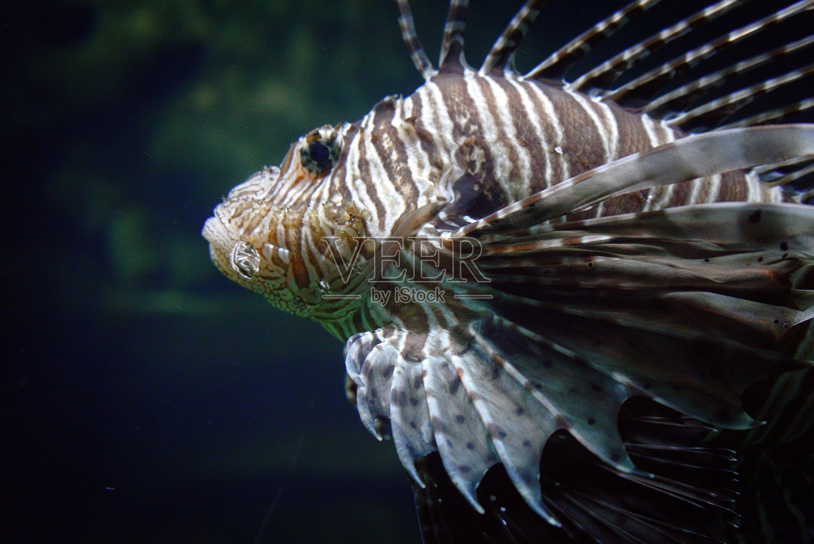 美丽狮子鱼的特写，色彩鲜艳细节丰富照片摄影图片