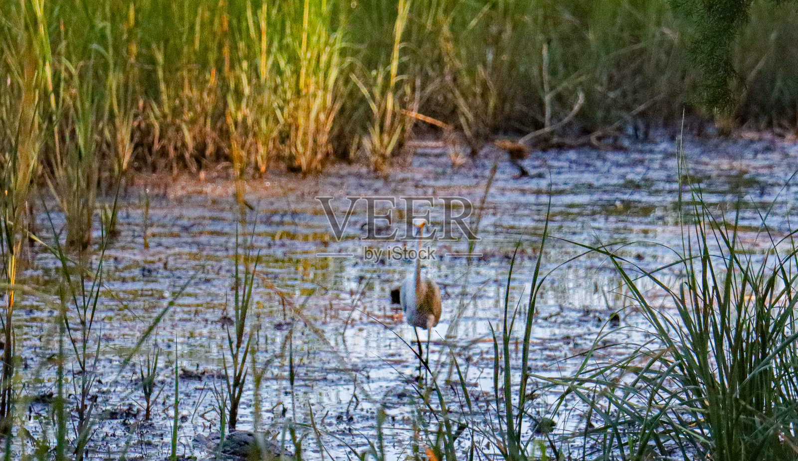 我在看着你照片摄影图片